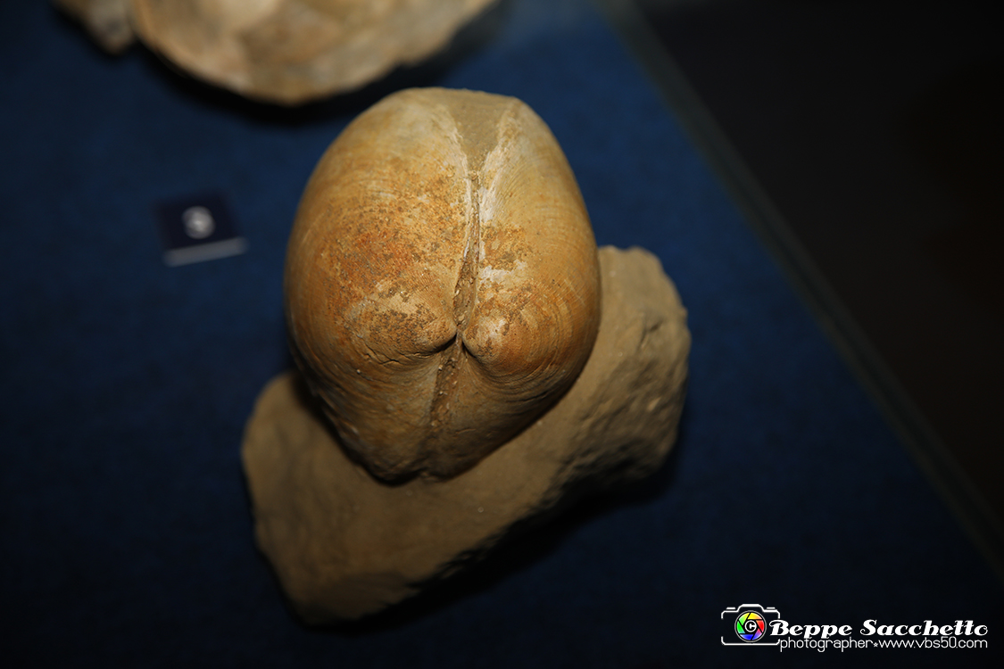 VBS_9554 - Museo Paleontologico - Asti.jpg